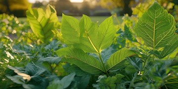 物业适合种什么树叶植物呢？